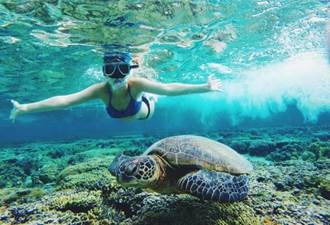 students snorkeling turtles