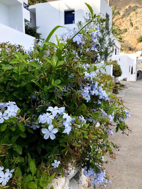 blue flowers growing on building